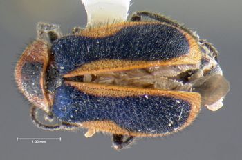 Media type: image;   Entomology 612674 Aspect: habitus dorsal view